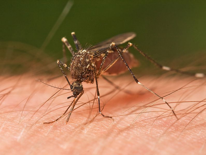 795px Mosquito Tasmania crop