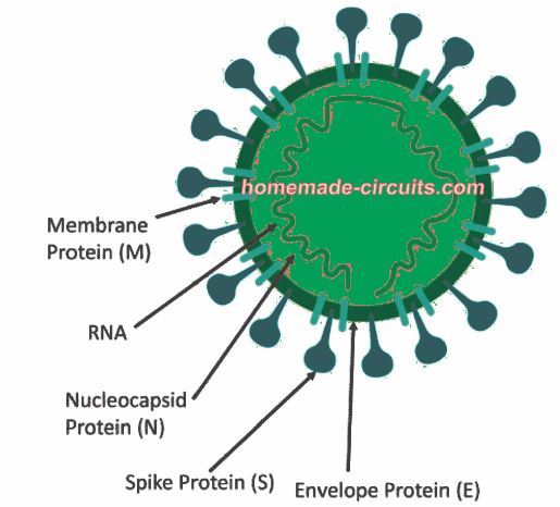 coronavirus internal structure